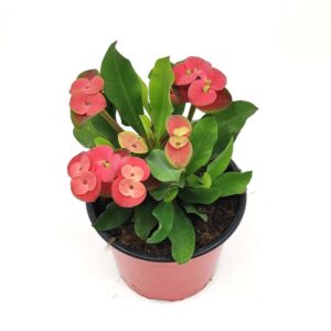 EUPHORBIA MILLI M 13