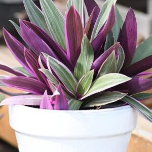 TRADESCANTIA SPATHACEA M 14